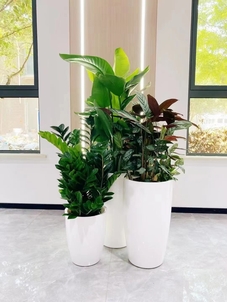 宁波慈溪植物租摆，开启室内外绿植新体验